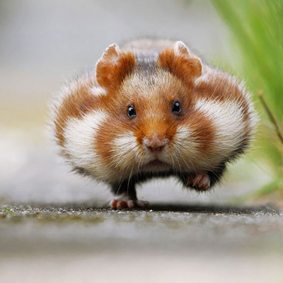 Хом'як ненажера жадібно поїдає приховані господинею помідори