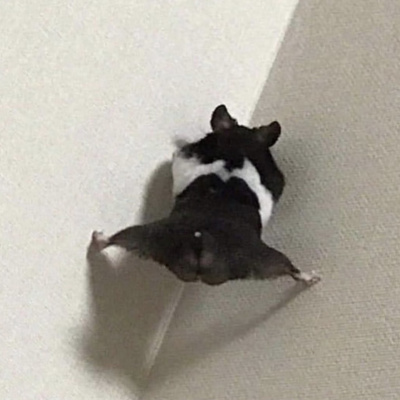 Гризун сів на шпагат і став зіркою соцмереж