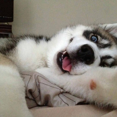 Хаскі голосно хропів уві сні (ВІДЕО)