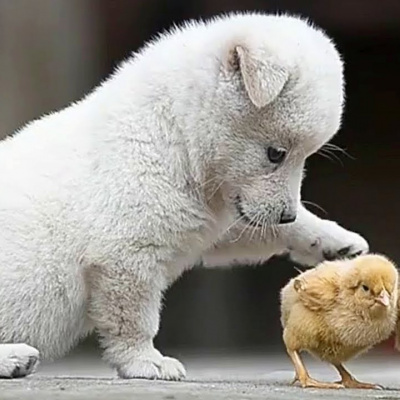 На відео потрапило зворушливе знайомство цуценя з курчатами