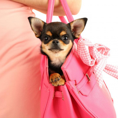 Хочете виглядати привабливіше, заведіть чихуахуа: дослідження вчених