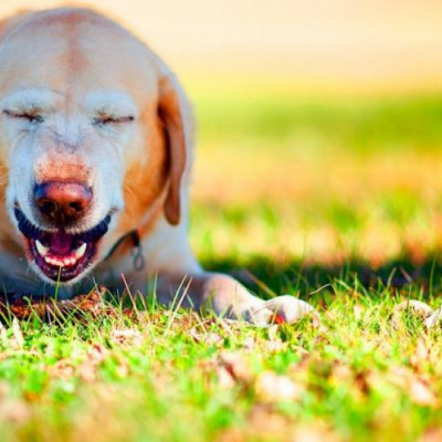 Немов барахлить моторчик: дивне чхання пса розсмішило мережу (ВІДЕО)