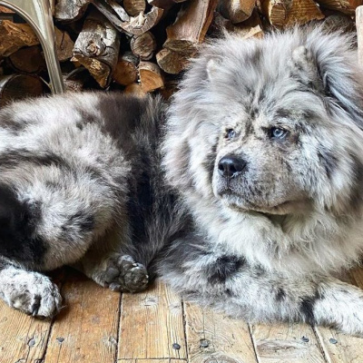 Пес на призвисько Шеф став зіркою інтернету завдяки незвичайній зовнішності