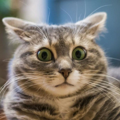 У мережі сміються над реакцією кота, який побачив господиню з маскою для обличчя (відео)