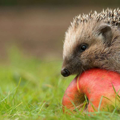 Як у казці: у Латвії добропорядна ворона допомогла сонному їжаку перейти через дорогу