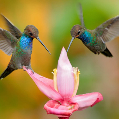 «Пернаті інтелектуали»: 5 найрозумніших птахів, на думку вчених