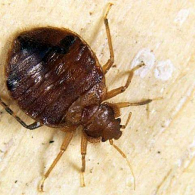 В Кіровоградскій області відмічається початок яйцекладки клопа шкідливої черепашки .