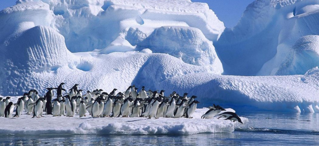 ﻿В Антарктиді британські вчені виявили невідомих істот (ФОТО)