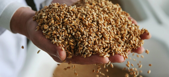 Єврокомісія скасувала обмеження щодо експорту українського зерна