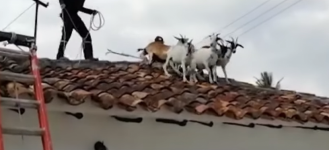 ﻿Стадо кіз виявили на даху (ВІДЕО)