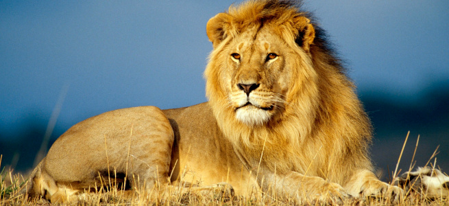 ﻿Депутат від ОПЗЖ задекларував африканського лева (ФОТО)