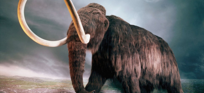 ﻿На пляжі острова Уайт знайшли мамонта, віком 125 тисяч років (ФОТО)
