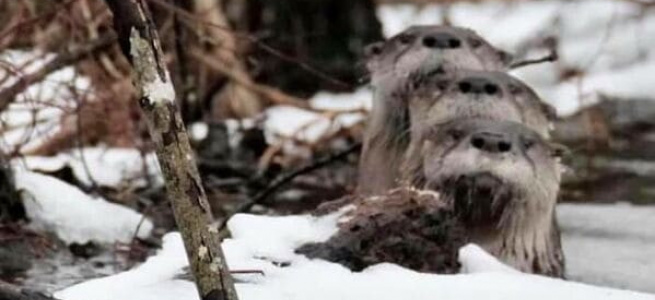 ﻿Невдалі, але смішні та забавні фото дикої природи