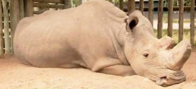 ﻿Вчені показали як виглядає північний білий носоріг, що знаходиться на межі зникнення (ФОТО)