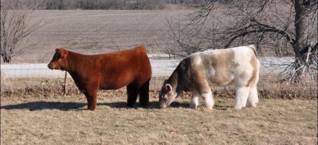 ﻿Пухнасті корови з Айови (ФОТО)