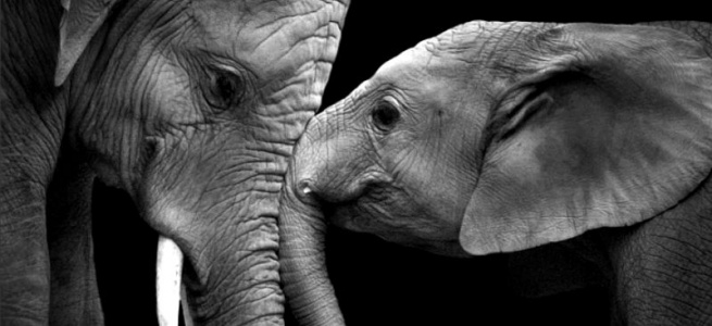 ﻿Вухасті слони, які знають, що таке кохання (ФОТО)