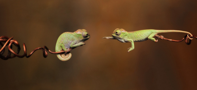 Вчені показали як виглядає найменша рептилія на планеті: неймовірні фото