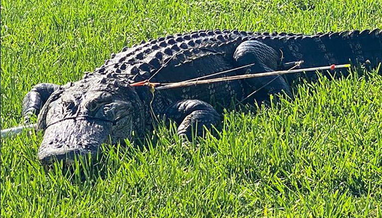 мисливці на алігаторів