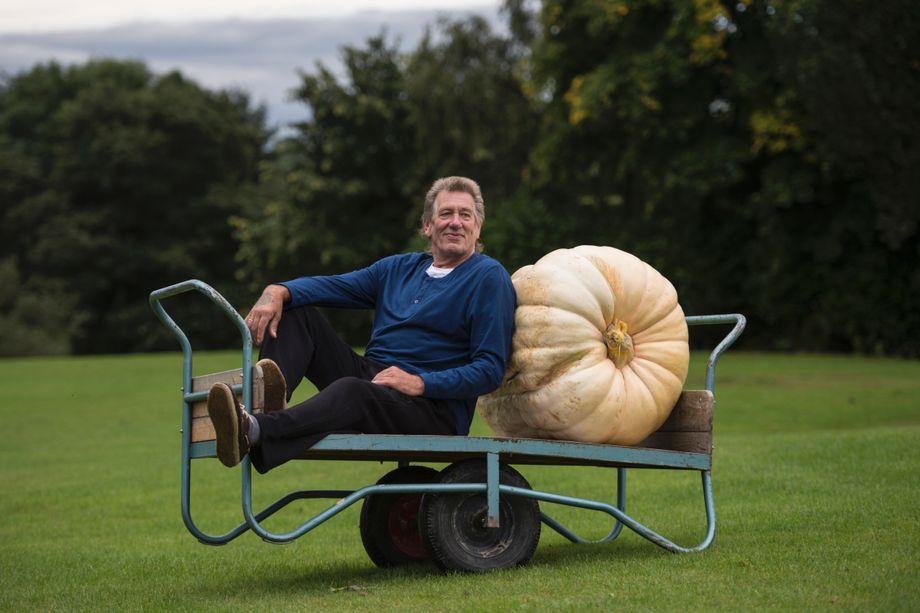 кавун велетень