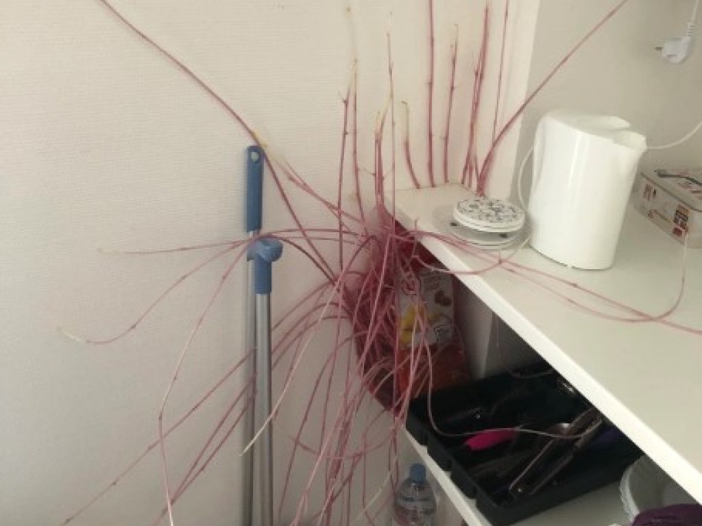 картошка чудовище