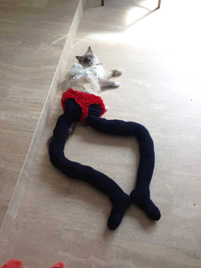 киша 4