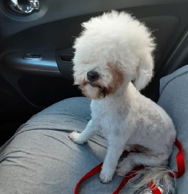 пес альпака