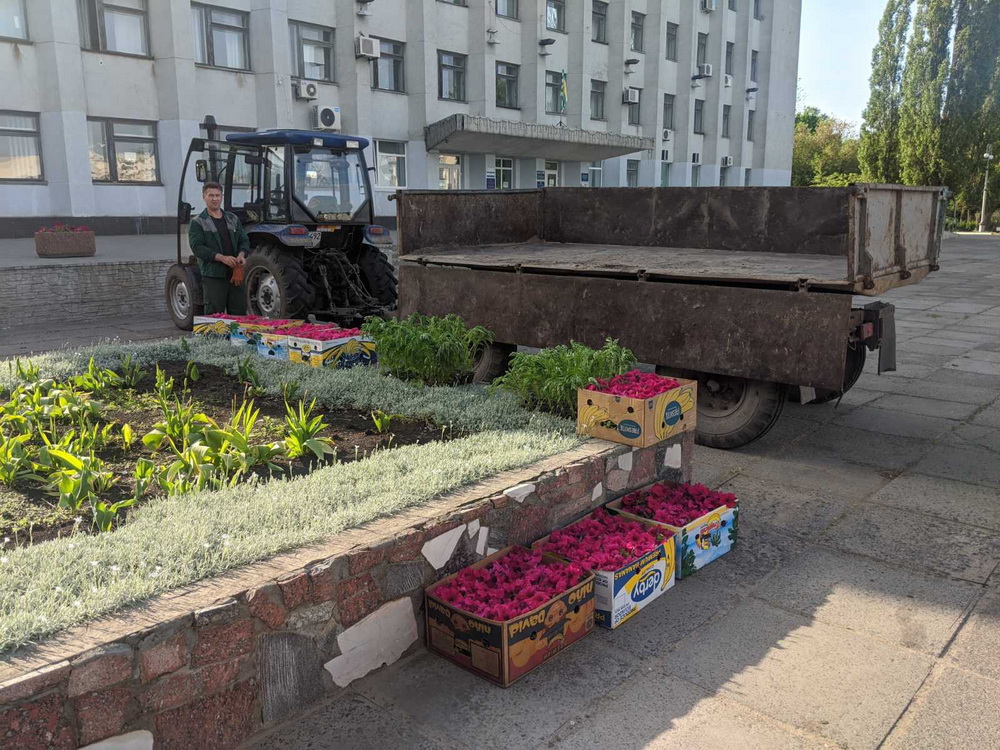 цветы на клумбу Рубежное