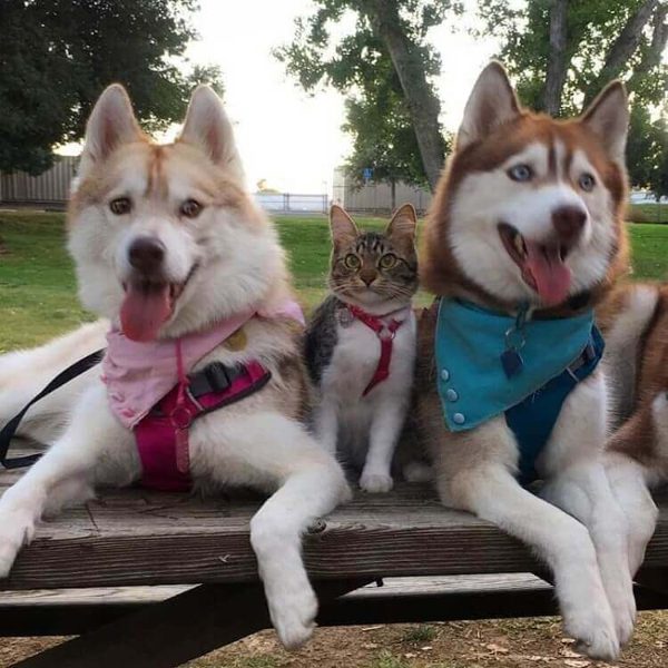 хаски кот