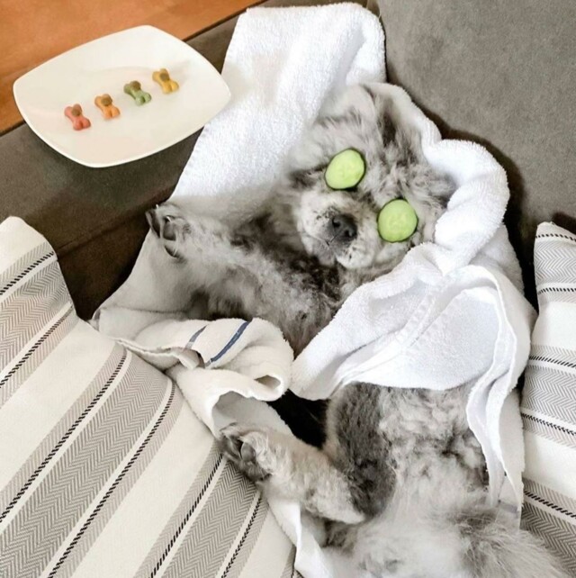 шеф 3