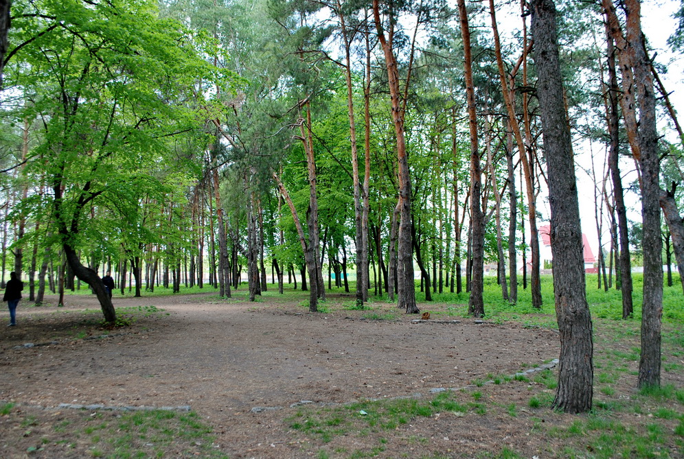 Елки
